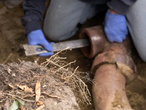 Tree Roots In Clogged Pipe